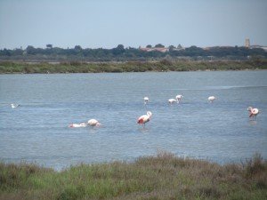 Les flammants roses dans l'Etang der Perol