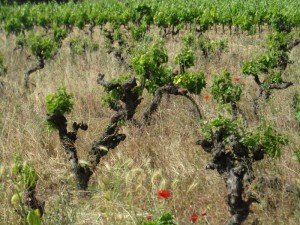 Les  vieilles vignes