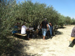 les tables sous les oliviers pour le repas